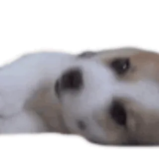 🐶 7c7fa822 cane, carino, animale, sdraiato telegram sticker