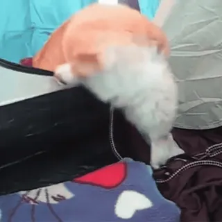 Корги @freetopsticker telegram stickers