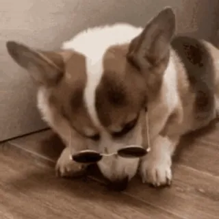 😎 93e46bbb cane, corgi, occhiali, cool, animale domestico, animale telegram sticker