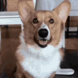 ❤️ a8544915 cane, corgi, animale domestico, animale, carino, felice telegram sticker