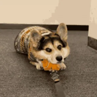 🐶 d9342057 cane, corgi, carino, animale, animale domestico telegram sticker