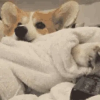 📺 feafb074 corgi, cane, carino, animale domestico, animale, coperta telegram sticker