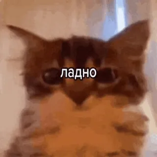 👌 004b84a2 ладно Katze, Kätzchen, Meme, Russisch, Tier whatsapp sticker