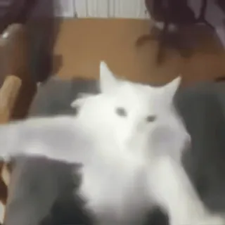 кошачий расколбас. @k0shbss whatsapp stickers