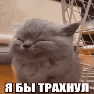 🍆 1041d5e5 Я БЫ ТРАХНУЛ Katze, Kätzchen, anstößig whatsapp sticker