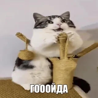 🗣 154dab08 ГОООЙДА Katze, Meme, Lustig, Russisch whatsapp sticker