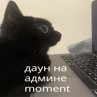 👑 2c226498 даун на админе moment Katze, Computer, Meme, Russisch, Offensiv, Tier whatsapp sticker
