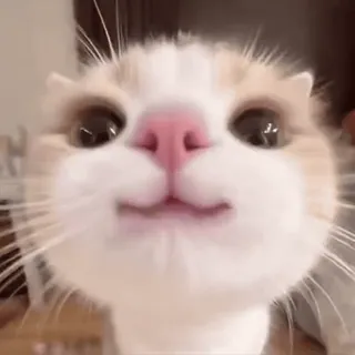 😎 830cbfb1 Katze, Kätzchen, Tier, Haustier, süß whatsapp sticker