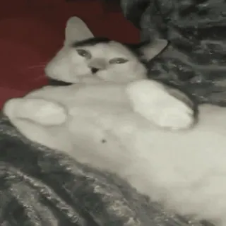 ⚡️ bf8d5829 Katze, süß, Tier, weiß, faul, Haustier whatsapp sticker