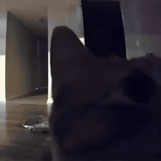 кошачий расколбас. @k0shbss whatsapp stickers