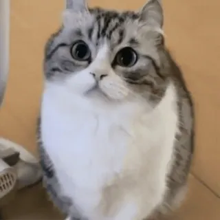 ❔ d494385d Katze, Haustier, Tier, süß, Säugetier whatsapp sticker