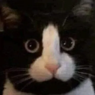 😎 010f5c87 猫, 中指, 攻撃的, 面白い, タキシード猫, 動物 telegram sticker