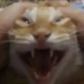 😸 07a678c0 猫, 怒り, 動物, ミーム, ペット, 面白い telegram sticker