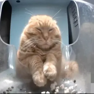 😴 0a414944 猫, 動物, ペット, オレンジ猫, 飼い猫, ネコ科 telegram sticker