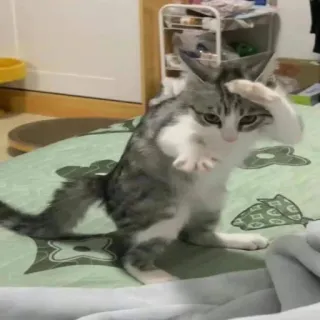 😎 0c42626a 猫, 挨拶, 可愛い, 動物, 子猫, ペット telegram sticker