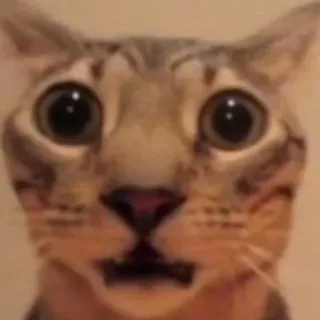 😐 16e5eb42 猫, びっくり, 動物, 面白い, ミーム telegram sticker
