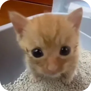 🐱 261a2b4a 猫, 子猫, かわいい, ペット, 動物, 家畜 telegram sticker