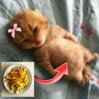🍕 29cb1f48 猫, 子猫, フライドポテト, 食べ物, 睡眠, かわいい telegram sticker