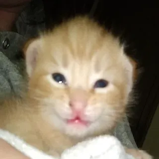 ˚ @convulsionseizuress˚ [Коты 1] whatsapp stickers