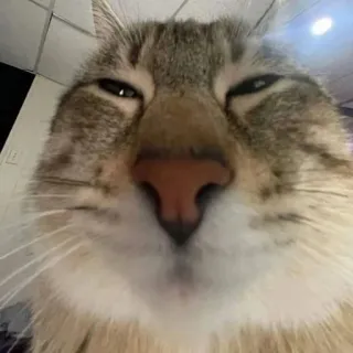 😮‍💨 3015f890 猫, 動物, ペット, 飼い猫, クローズアップ, ネコ科 telegram sticker