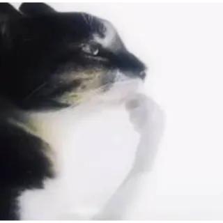 🧐 32d67f84 猫, 中指, 攻撃的, 失礼 telegram sticker