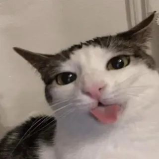 😼 3409e3ce 猫, 動物, ペット, 舌, 面白い, 可愛い, 哺乳類 telegram sticker