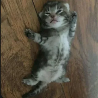 😄 35c9c789 子猫, 猫, 動物, ペット, かわいい, トラ猫, 睡眠 telegram sticker