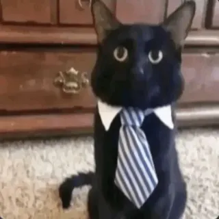 😄 3a8e0252 猫, ビジネス猫, ネクタイ, スーツ, フォーマル, ペット, 動物 telegram sticker