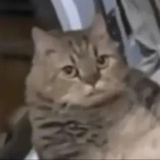 😼 3f2e4507 猫, ペット, 動物, 飼い猫, かわいい telegram sticker