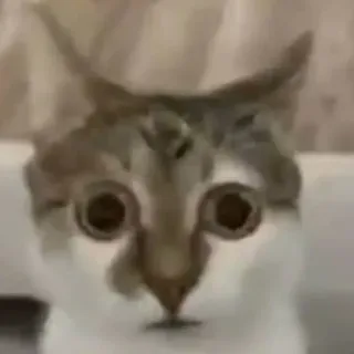 👀 3feaacc6 猫, 動物, ペット, 面白い, ミーム, 衝撃, 目, 大きな目 telegram sticker