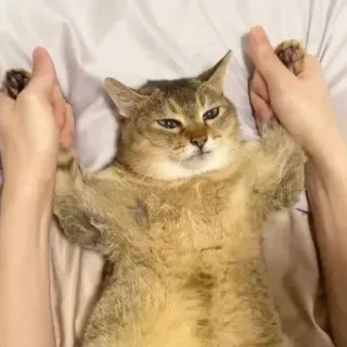 👄 426bef78 猫, 動物, ペット, 手, 家畜, かわいい telegram sticker