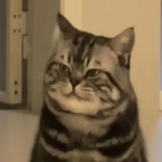 😼 4c1ad575 猫, 動物, ペット, 飼い猫, 面白い, 哺乳類 telegram sticker