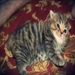 🌭 53b9055c 猫, 子猫, かわいい, 動物, ペット, 家畜 telegram sticker