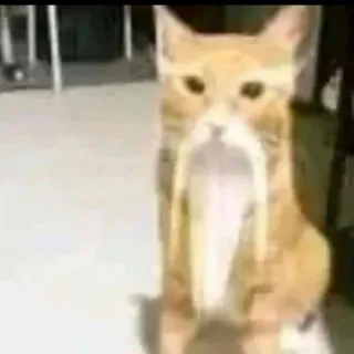 🇨🇳 572c62f3 猫, 長い猫, 面白い猫, ミーム, 動物 telegram sticker