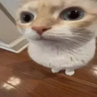 😐 58d3f4f9 猫, かわいい, 動物, ペット, 子猫, 飼い猫 telegram sticker