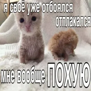😈 5f1a99c8 Я своё уже отбоялся отплакался
мне вообще ПОХУЮ 猫, 子猫, ミーム, テキスト, ロシア telegram sticker