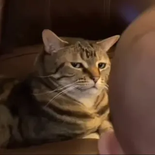 😼 71716276 猫, 動物, ペット, 飼い猫, トラ猫, ネコ科 telegram sticker