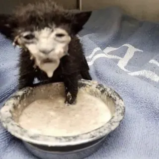 😎 71db8cdf 子猫, 猫, 動物, かわいい, ペット, 食べ物, 散らかっている telegram sticker