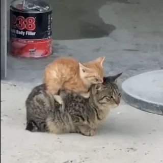 😸 7223be11 猫, 子猫, 動物, ペット, 休憩 telegram sticker