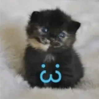 😄 72c9ddca :3 猫, 子猫, 動物, 可愛い, ペット, 家畜 telegram sticker