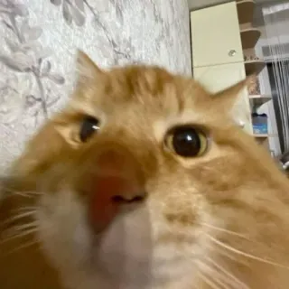 😈 76842ef0 猫, 動物, ペット, 茶トラ猫, 哺乳類, イエネコ, クローズアップ telegram sticker