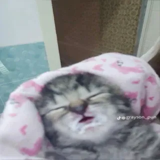 💗 786548a1 @grayson_pun 猫, 子猫, 可愛い, 動物, 睡眠, ペット, 家畜 telegram sticker