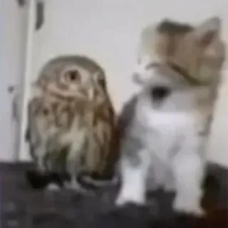 😂 7d834f07 フクロウ, 子猫, 動物, 友情, 可愛い, ペット, 鳥, 猫 telegram sticker