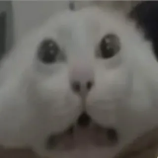 🫥 8c46cd81 猫, ショック, びっくり, 白い猫, 面白い, ミーム telegram sticker