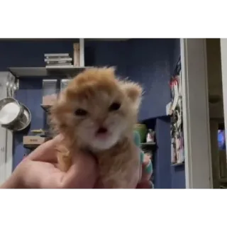 🥹 8d291fdb 子猫, 猫, 可愛い, 動物, ペット, オレンジの子猫 telegram sticker