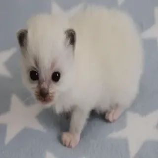 💀 8e1926d4 子猫, 猫, 動物, ペット, 可愛い, ふわふわ, 白い, 赤ちゃん telegram sticker