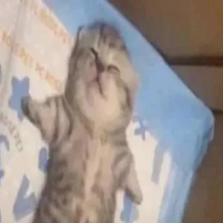 😈 90d27fb1 子猫, 睡眠, 猫, 可愛い, 動物, ペット telegram sticker