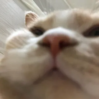 😎 9449ece4 猫, ペット, 動物, クローズアップ, 面白い, ミーム telegram sticker