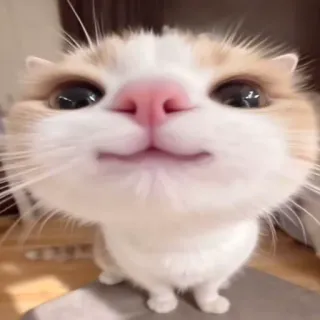 😄 9463ad61 猫, かわいい, 動物, 子猫, ペット, 飼い猫, 面白い telegram sticker