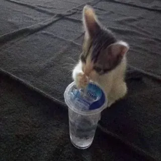 🍹 a5d04530 猫, 子猫, 水, ペット, 飲む, 可愛い, かわいい, 動物 telegram sticker